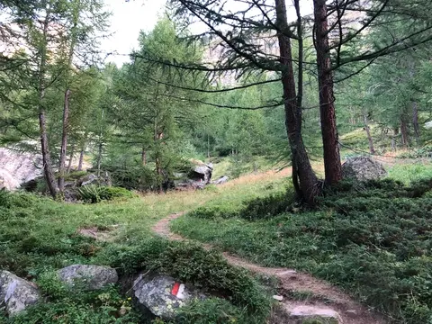 Il sentiero tra i larici verso i Piani della Rossa