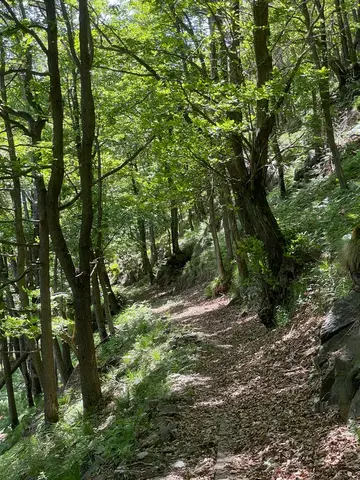 Il sentiero nel bosco