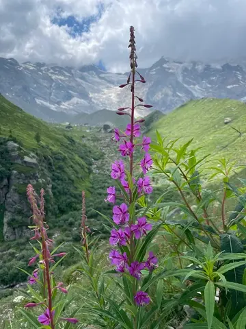 Epilobi in fiore lungo il sentiero, con il Monte Rosa sullo sfondo