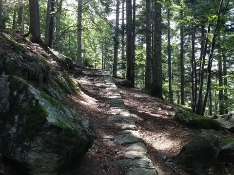 La mulattiera della costa di Fracchia nel bosco