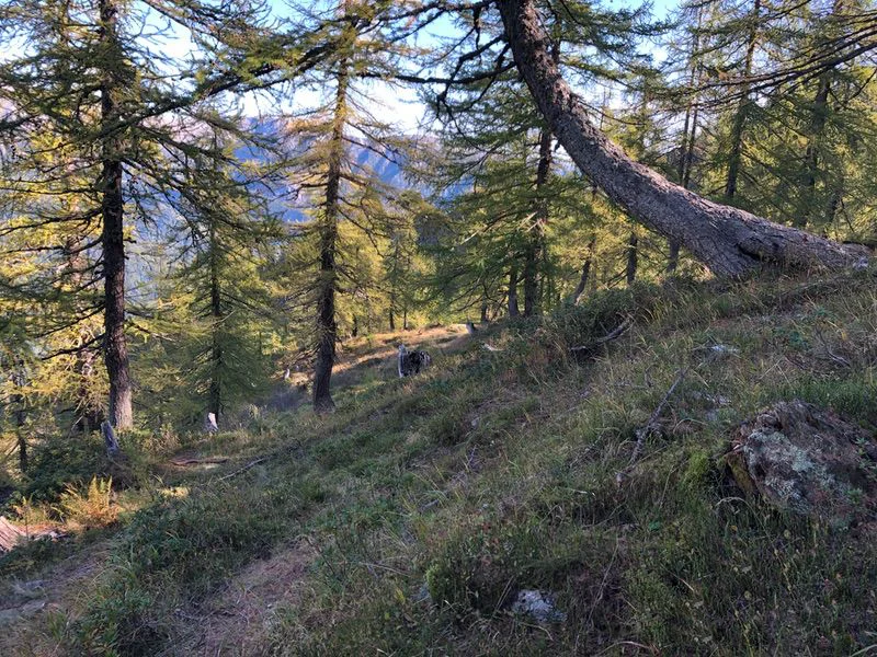 sentiero passo Arnigo
