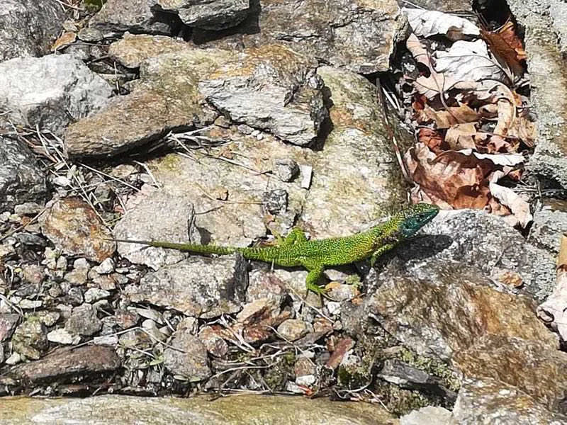 sentiero pogallo