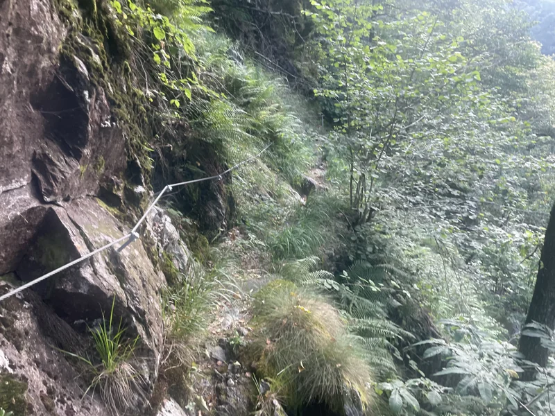 sentiero selvaggio verde