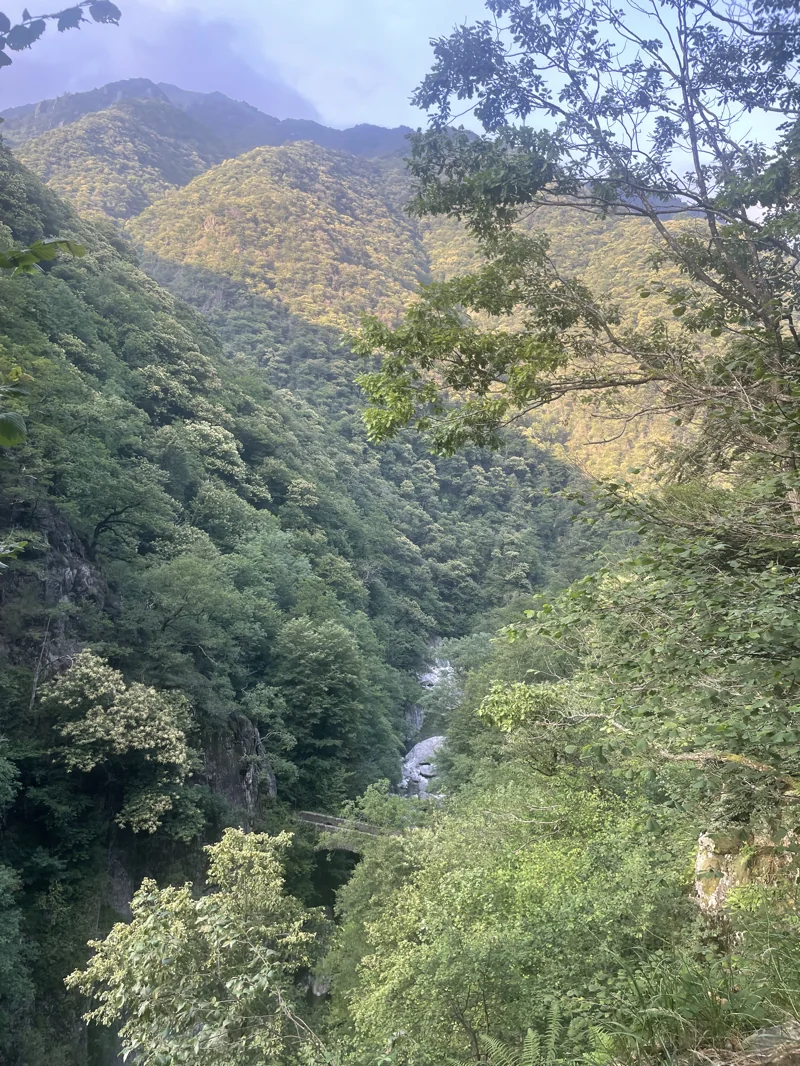sentiero selvaggio verde