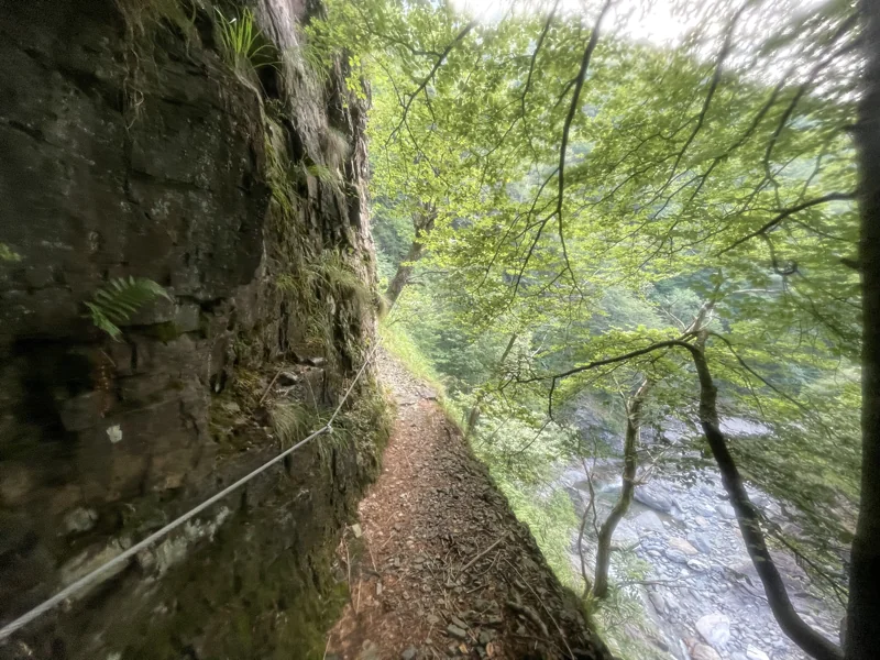 sentiero selvaggio verde