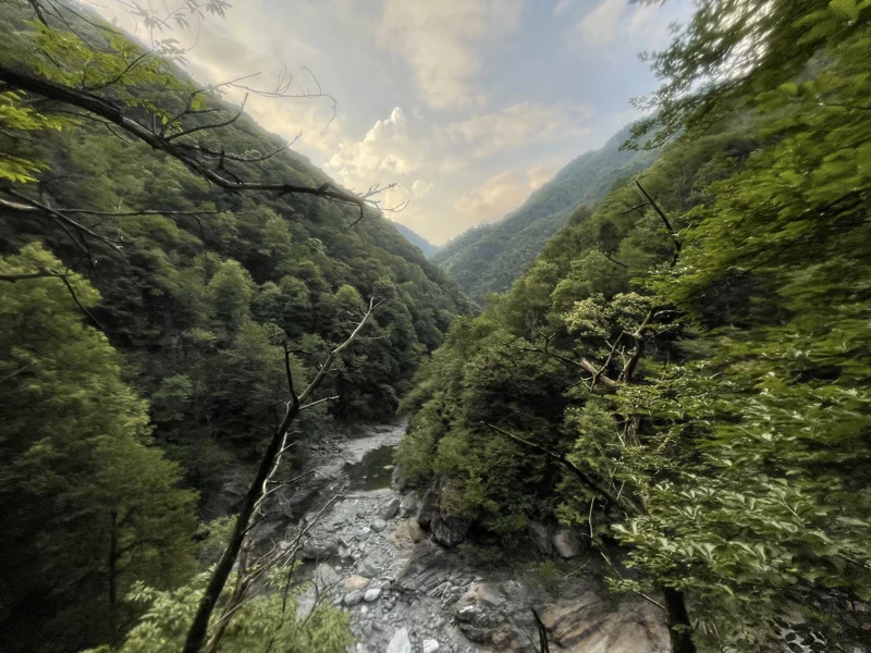 sentiero selvaggio verde