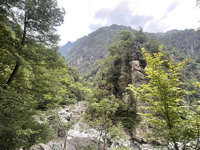 sentiero selvaggio verde
