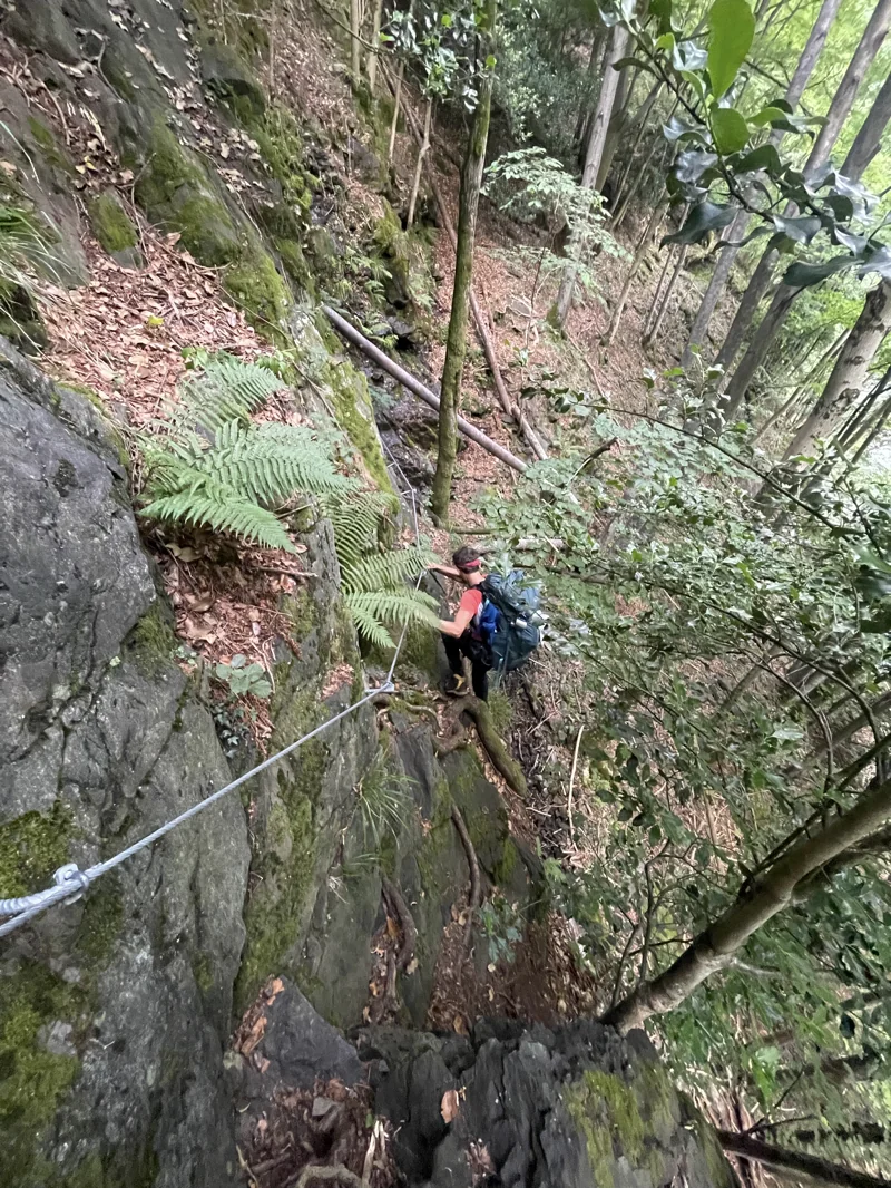 sentiero selvaggio verde