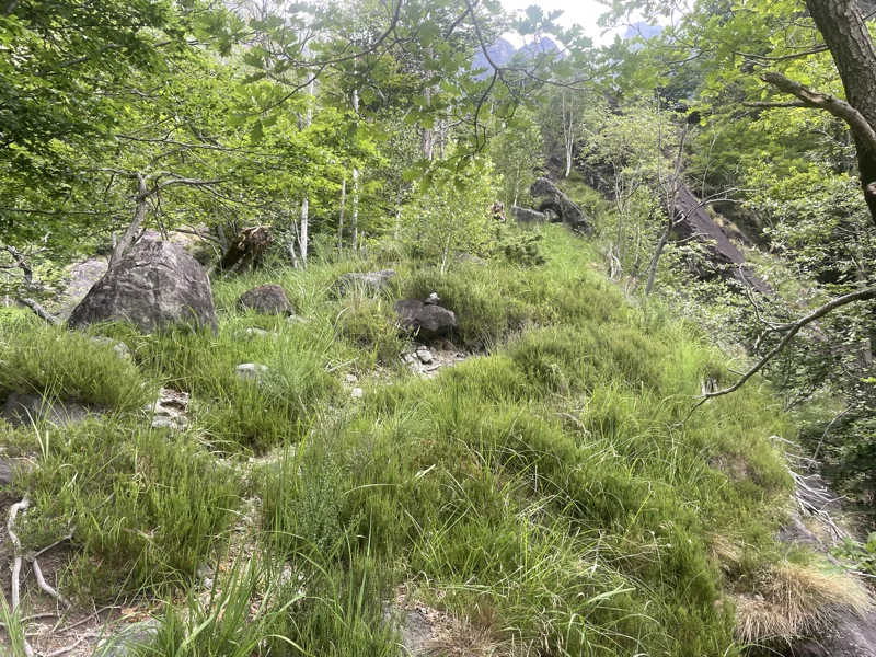 sentiero selvaggio verde