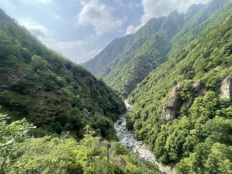sentiero selvaggio verde