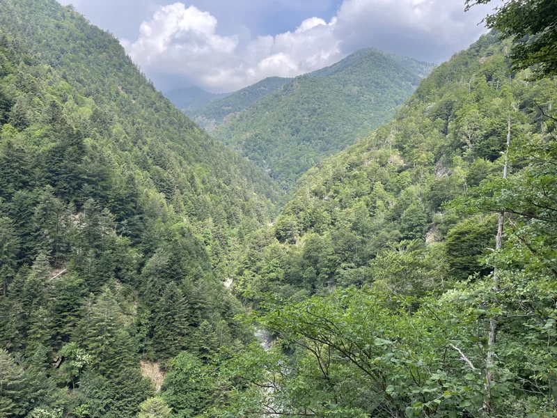 sentiero selvaggio verde