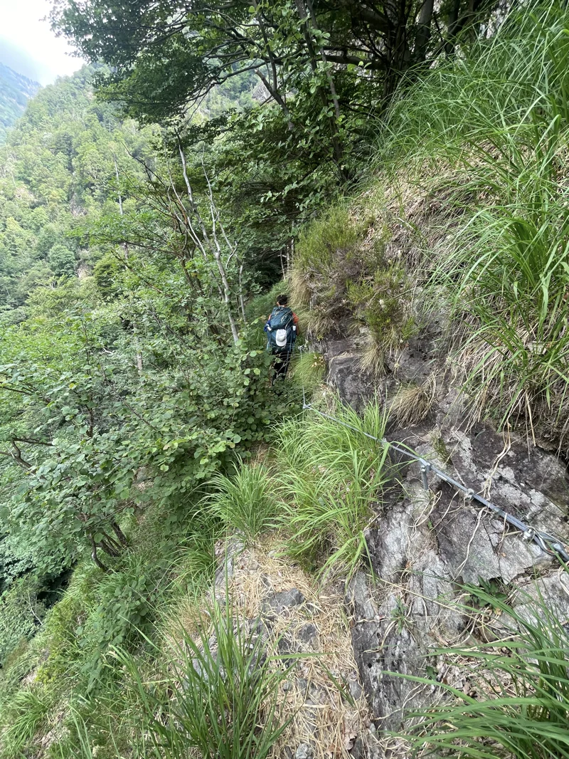 sentiero selvaggio verde