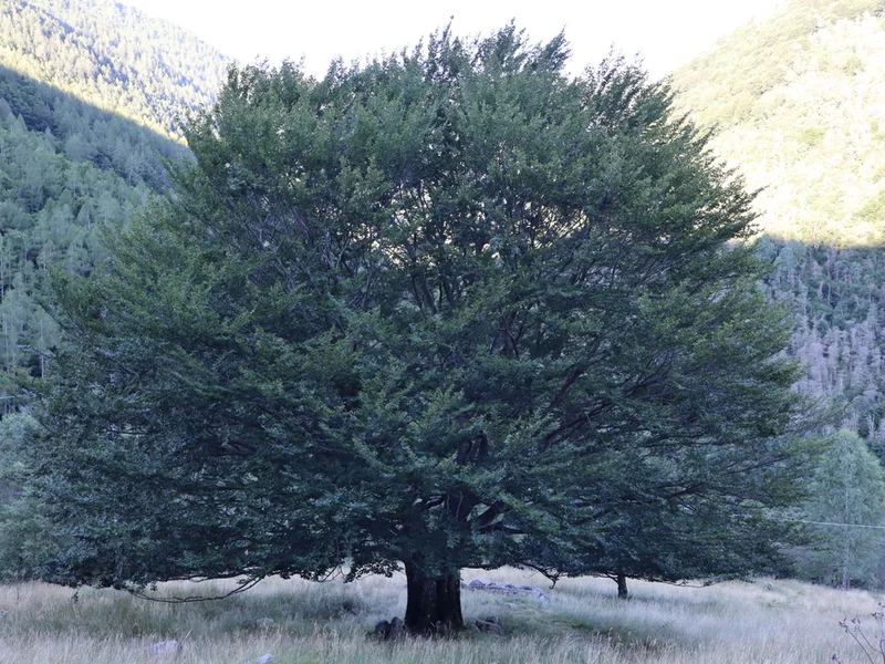 albero alpe cedo